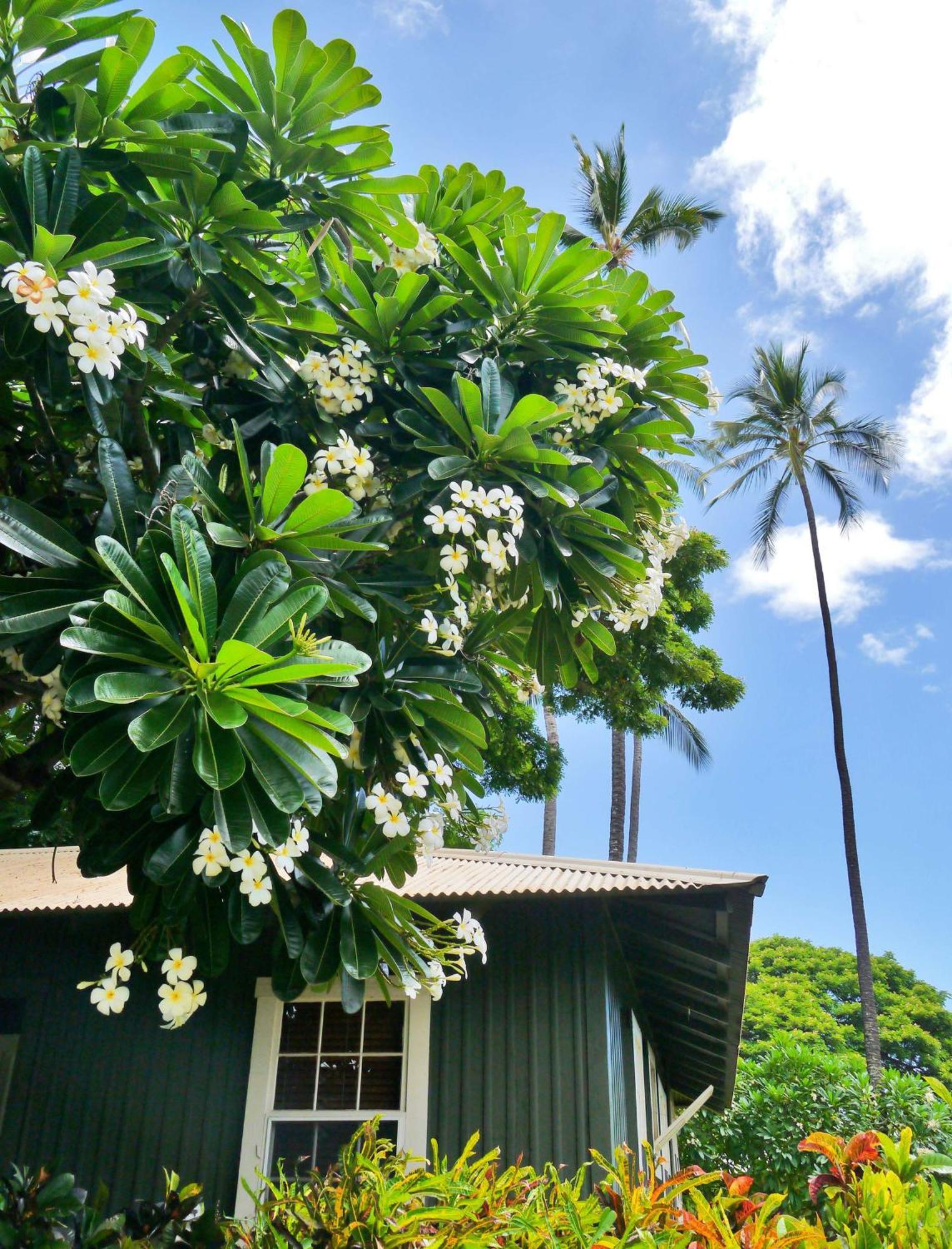 Alojamento Waimea Plantation Cottages, A Coast *