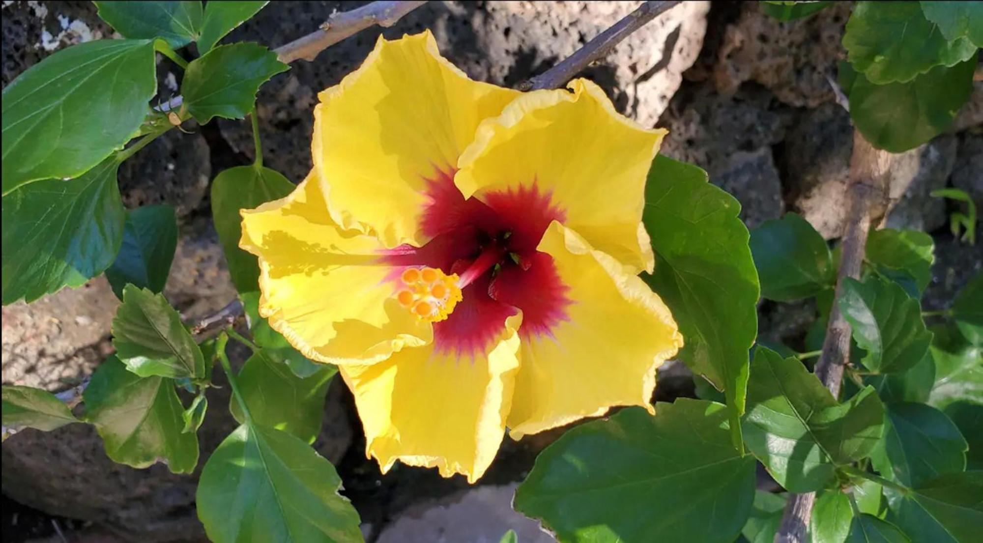 Holiday home Kuhio 110 Koloa