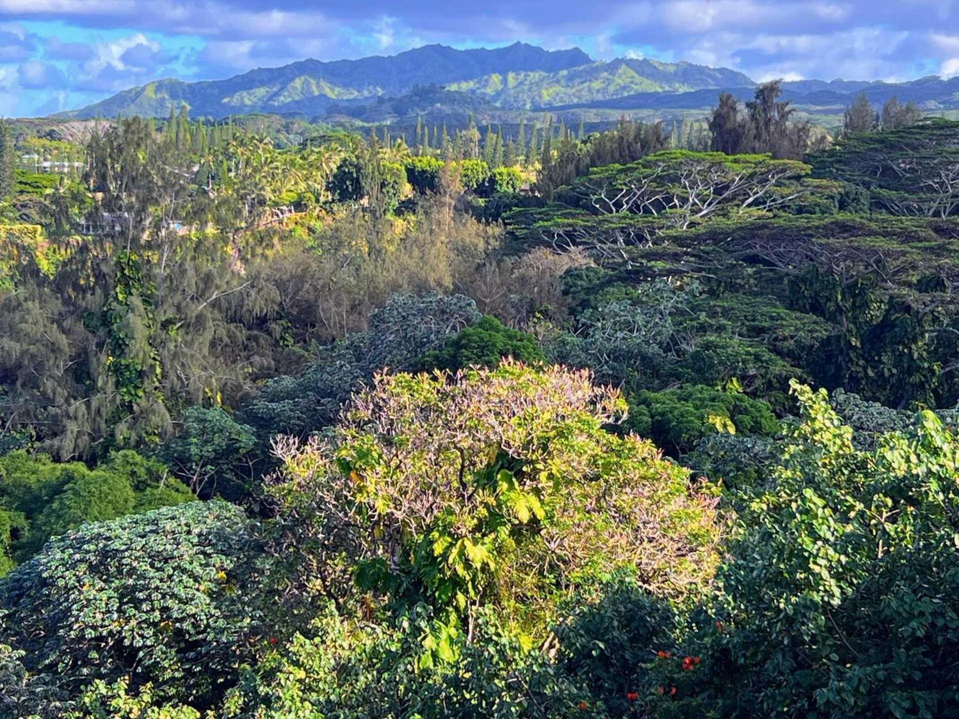 Apartment Islander On The 363 Kapa'a