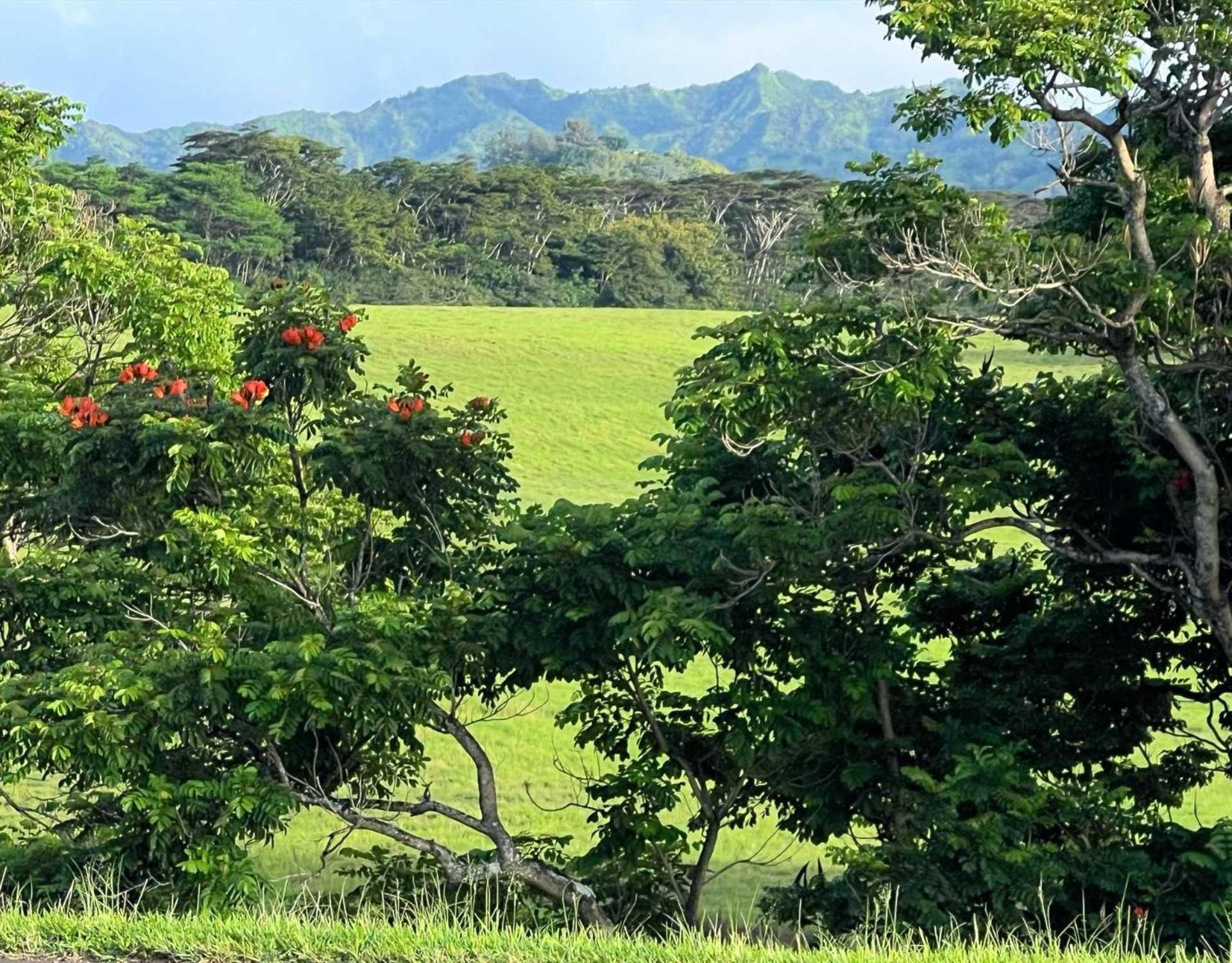 Islander On The 152 Kapa'a