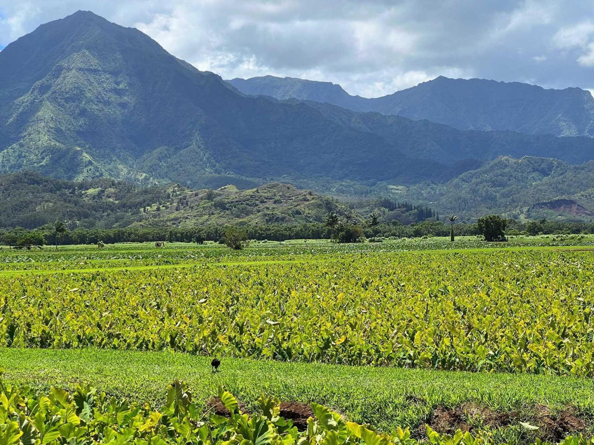 Kauai E16