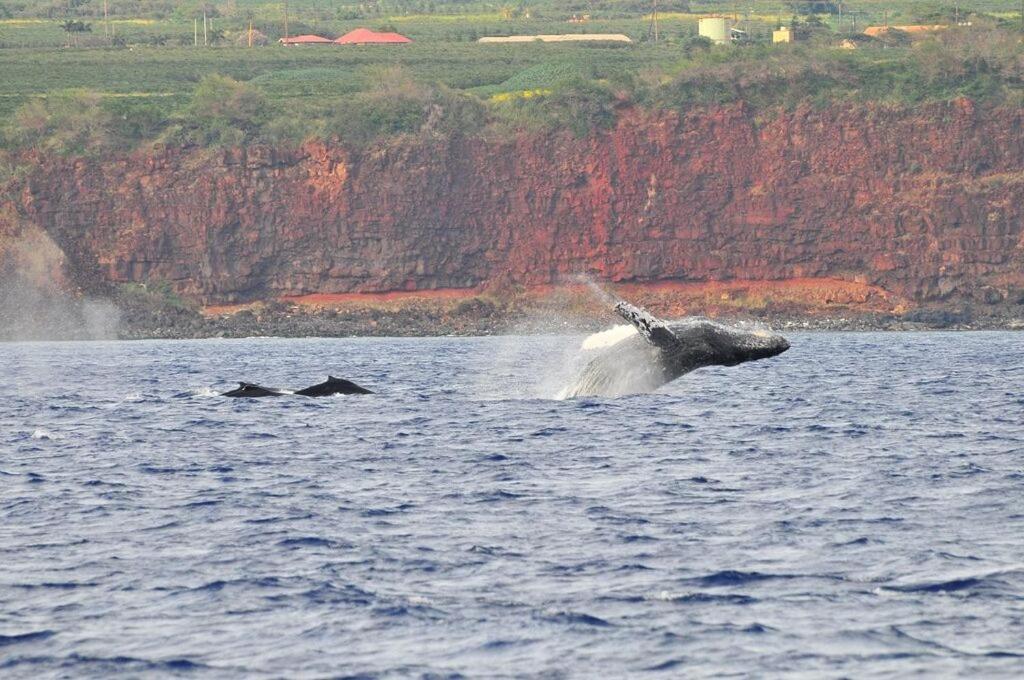 Ocean View, Beautiful Sunrise, Private Pool, Walk To Beaches Koloa