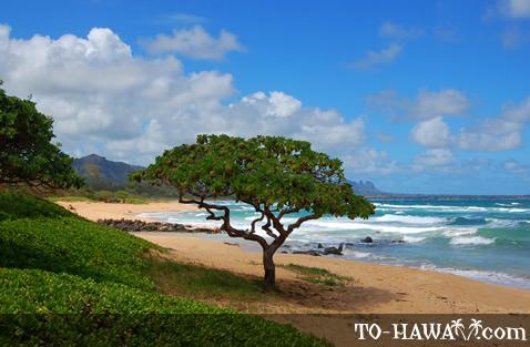Aparthotel 2417 At Oceanfront Kauai Drive Private 4*